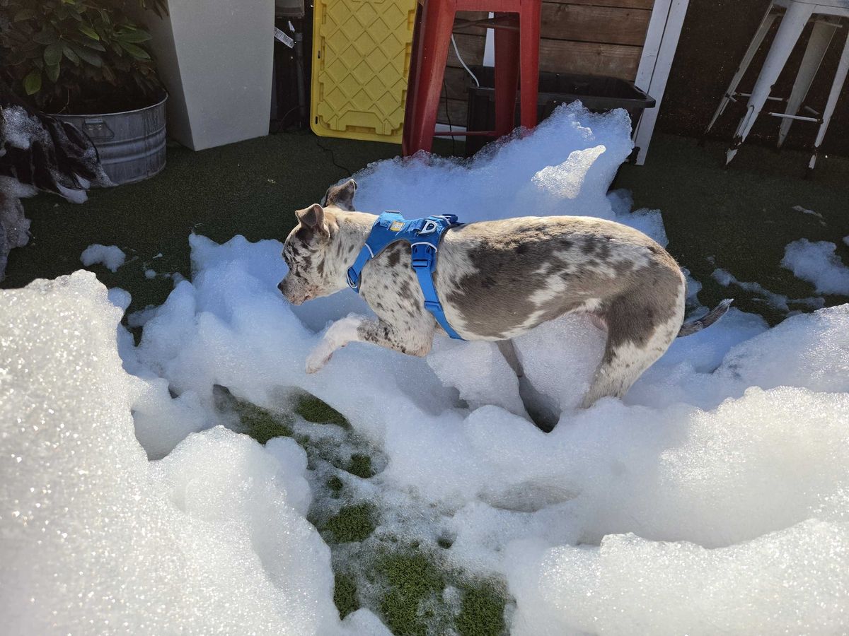 A dog walking in foam