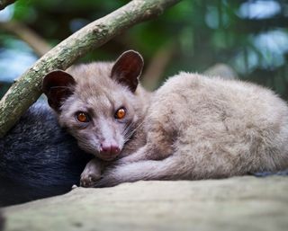 An Asian palm civet sits curled up with its legs under it.