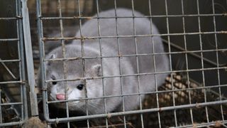 mink sitting in cage