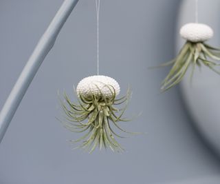 Air plant suspended from white shell