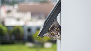 Cat poking head out of cat flap