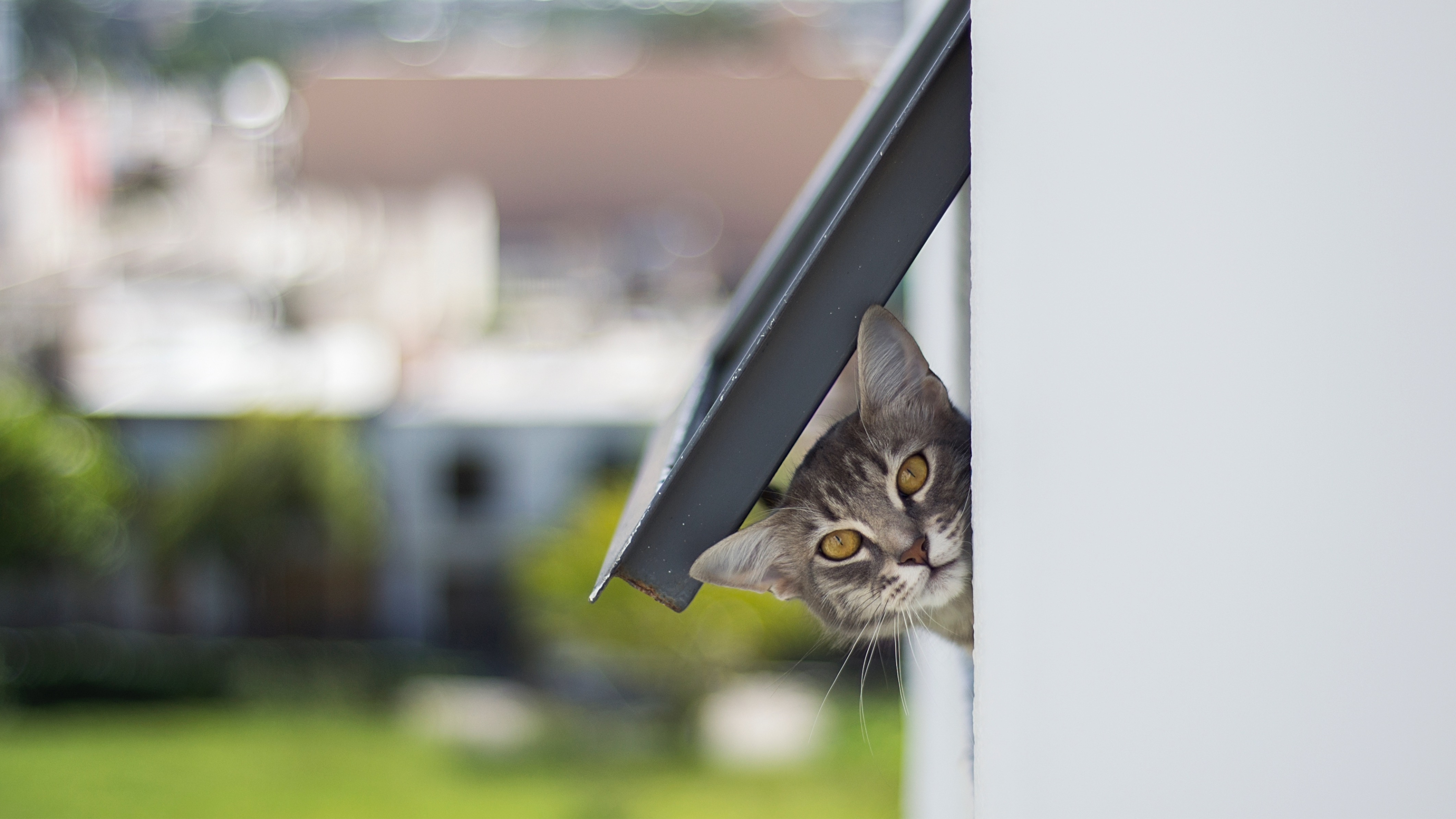 Cat poking head out of cat flap