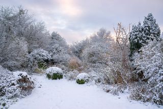 An English country garden in winter with snowy covered shrubs and trees.