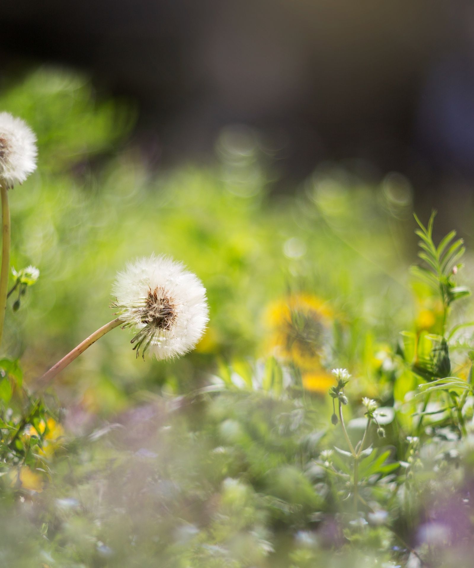 Using salt to kill weeds here's what you need to know Homes & Gardens