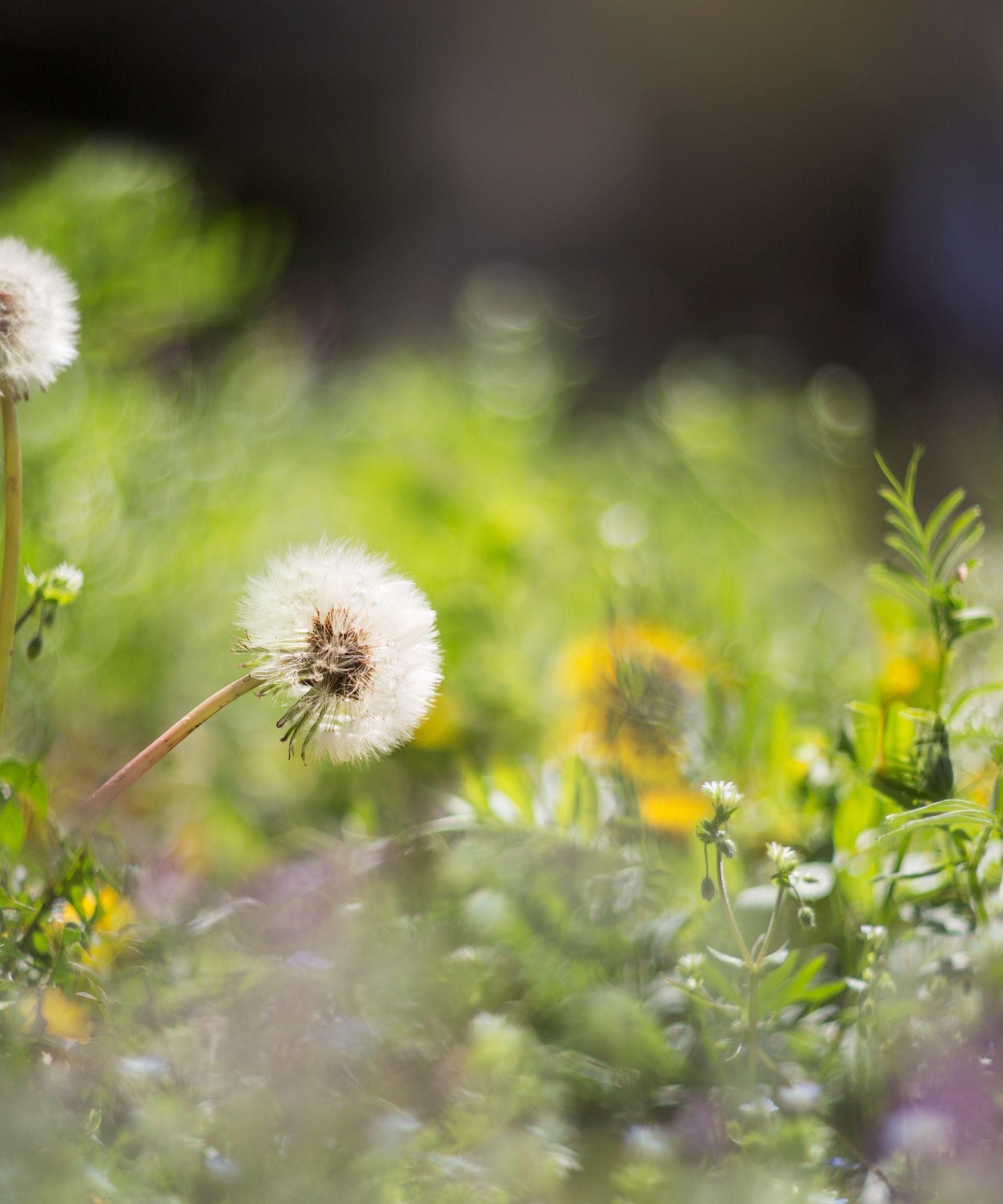 Using salt to kill weeds here's what you need to know Homes & Gardens