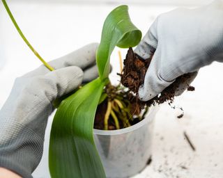 Adding potting mix to orchid