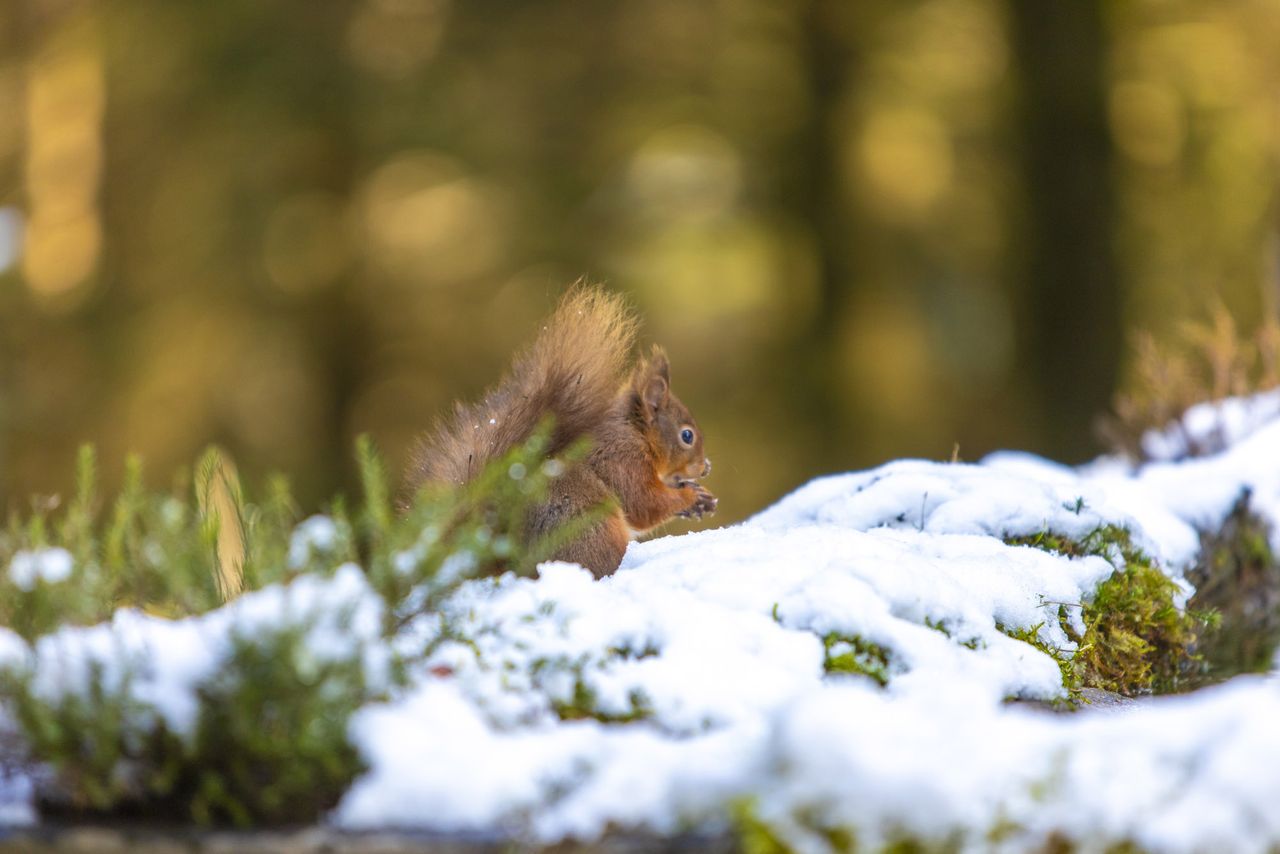 Wildlife