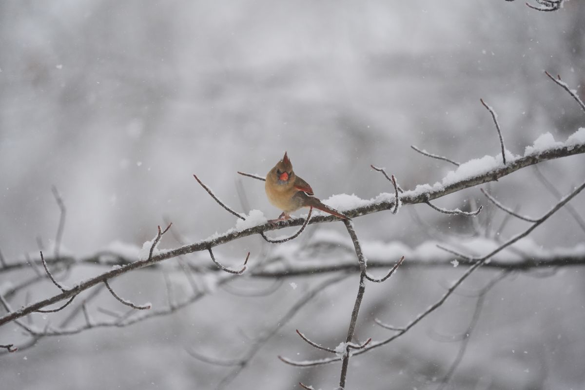 A bird photo taken with the Sony A7 V and FE 200-600mm f/25.6-6.3 G OSS