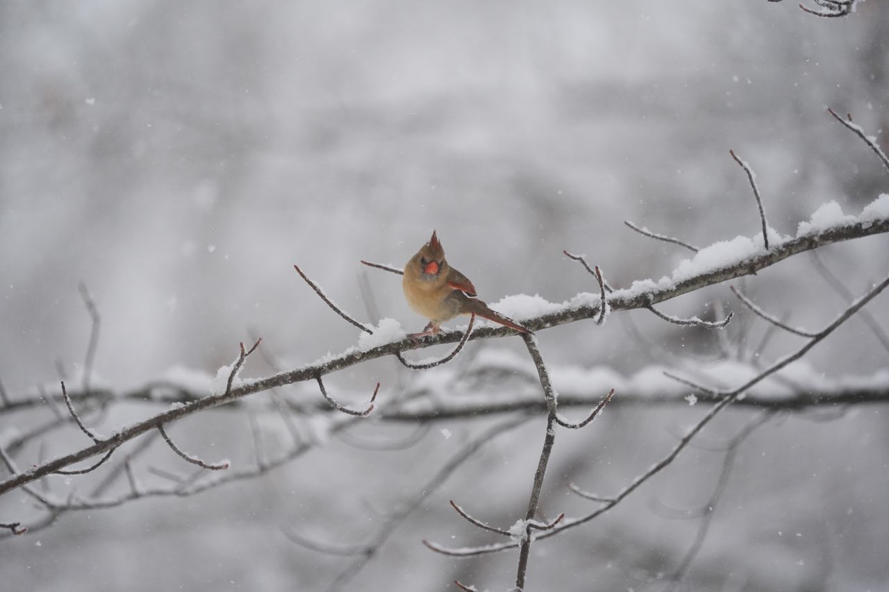 A bird photo taken with the Sony A7 V and FE 200-600mm f/25.6-6.3 G OSS