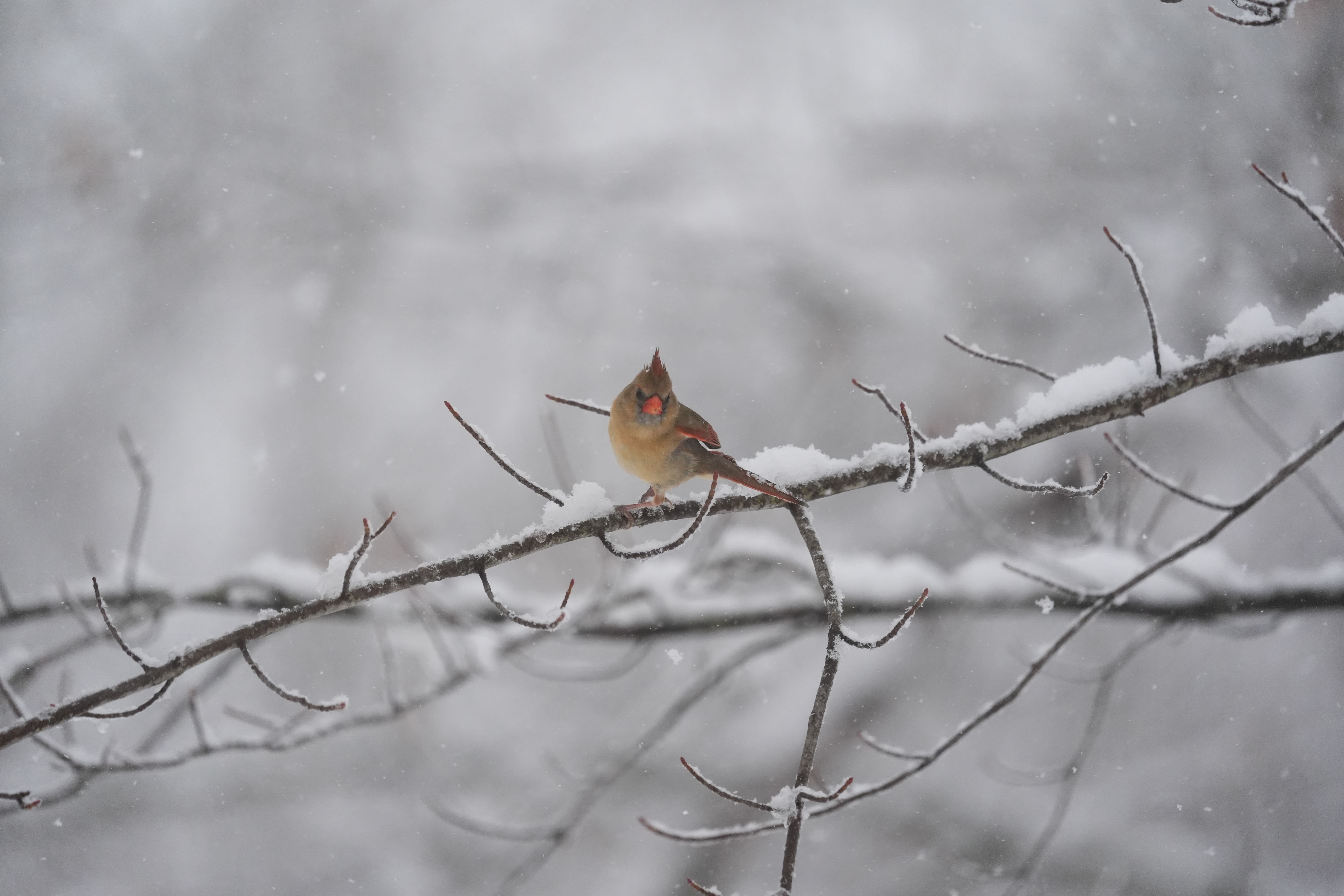 A bird photo taken with the Sony A7 V and FE 200-600mm f/25.6-6.3 G OSS