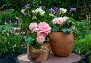 how to grow begonias: containers on patio