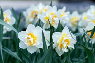 most poisonous plants for dogs: daffodils