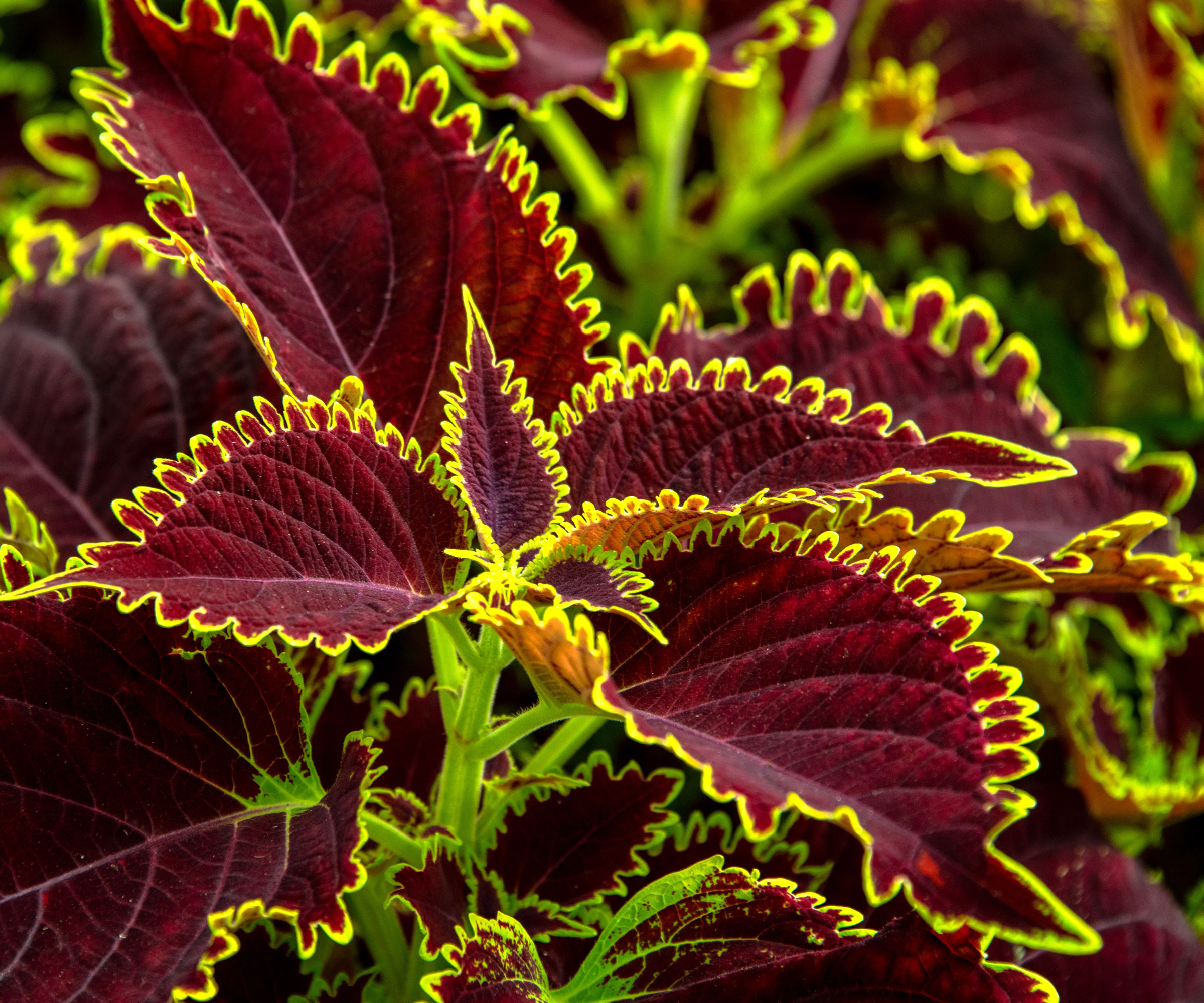 coleus plants with lime and chocolate foliage