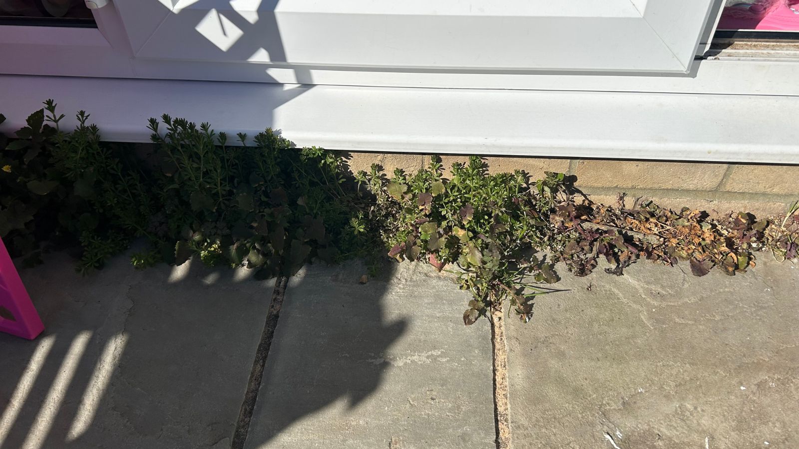 DIY weed killer - after (slightly dead weeds)