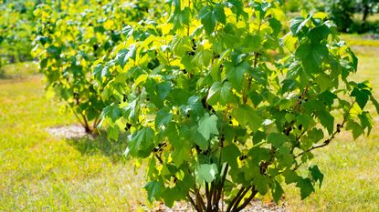 Blackcurrant bush in garden