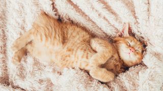 Kitten laying on a blanket