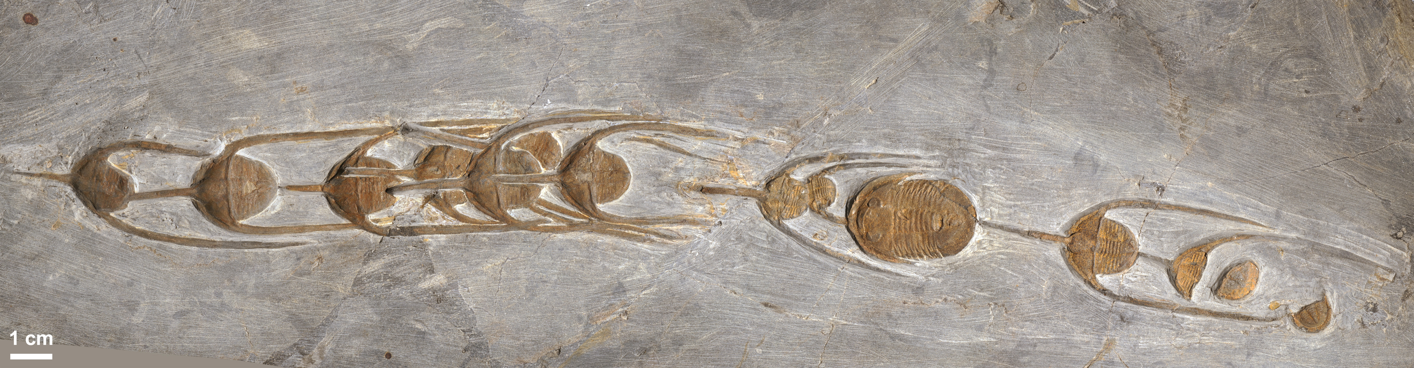 Fossilized trilobites in a queue.
