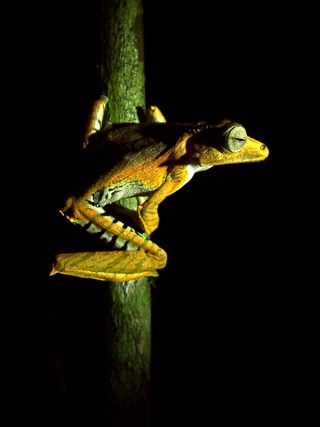 Over 1/3 of all species of frogs have been documented in Borneo.