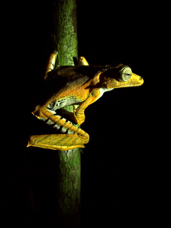 Over 1/3 of all species of frogs have been documented in Borneo.