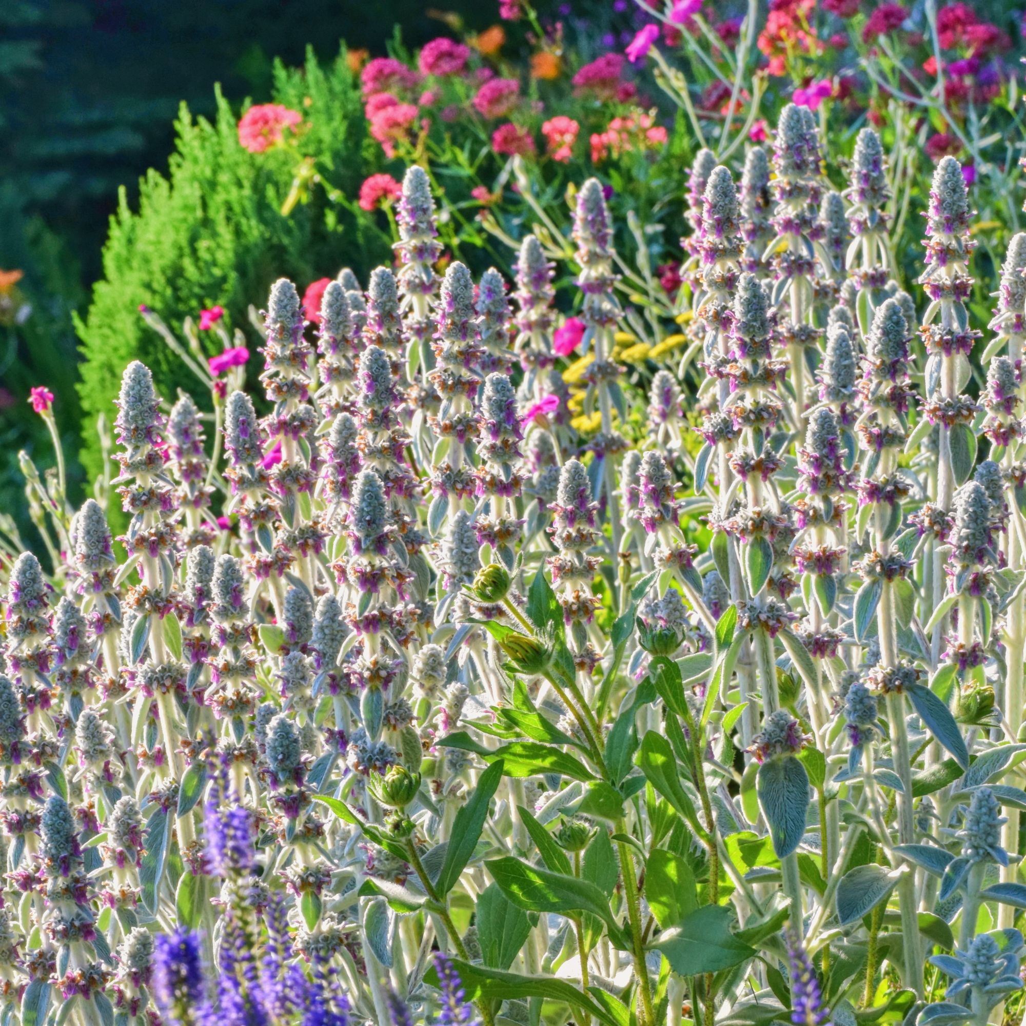 Lamb's ears plant in garden border