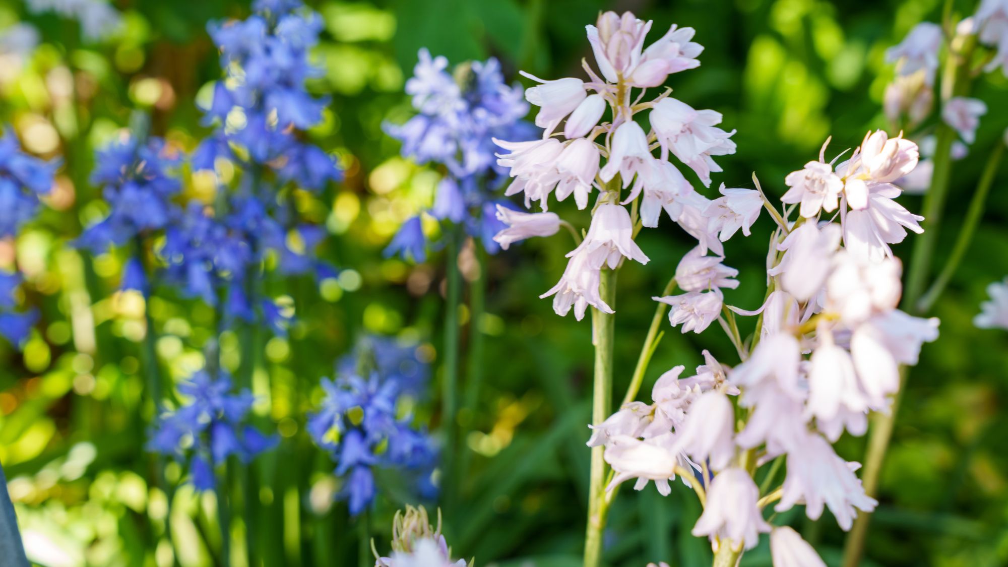 The bell-shaped white and blue flowers of the Spanish bluebell (Hyacinthoides hispanica) - stock photo