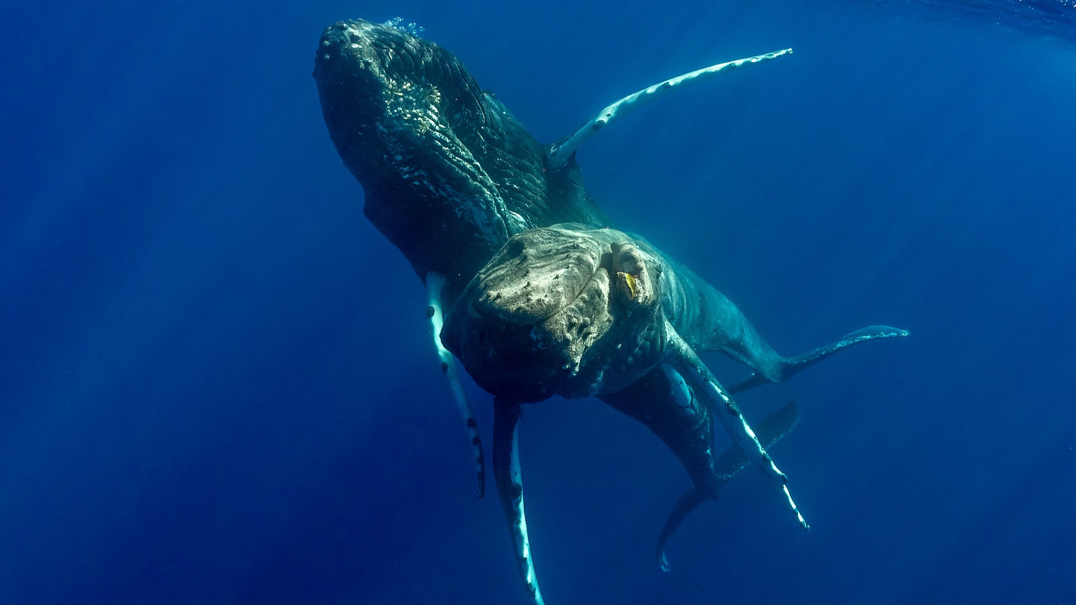 Two male humpback whales engaging in sexual behavior beneath the water surface.