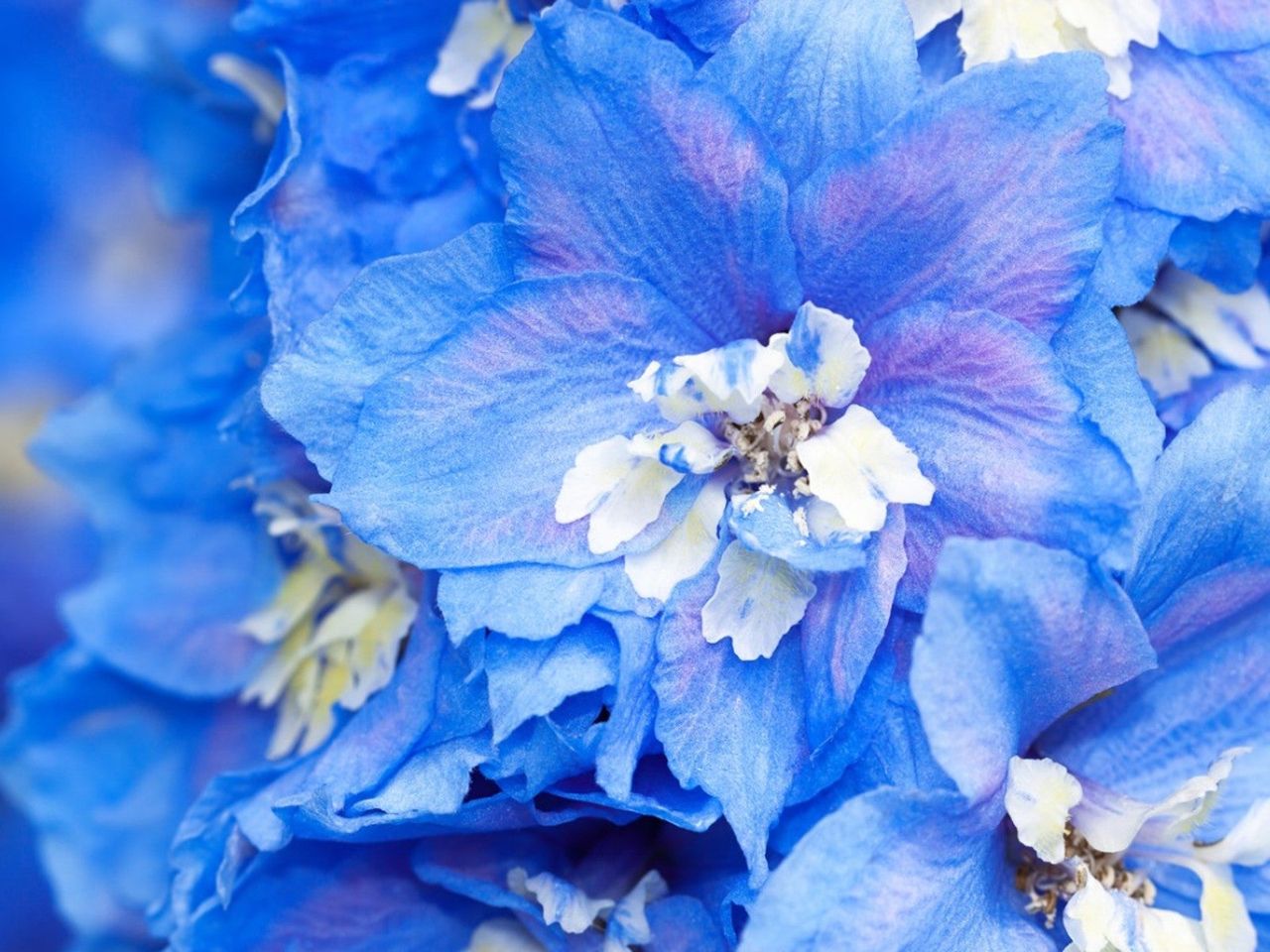 Blue And White Flowers