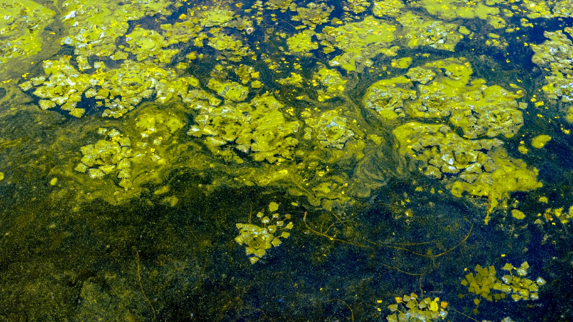 Close up of algae pollution of river waters showing algal bloom.