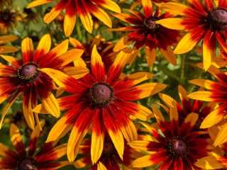 Close up of a Rudbeckia hirta