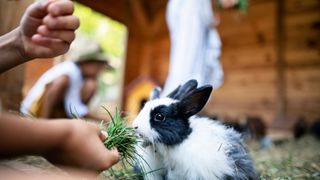 White and black rabbit being fed grass