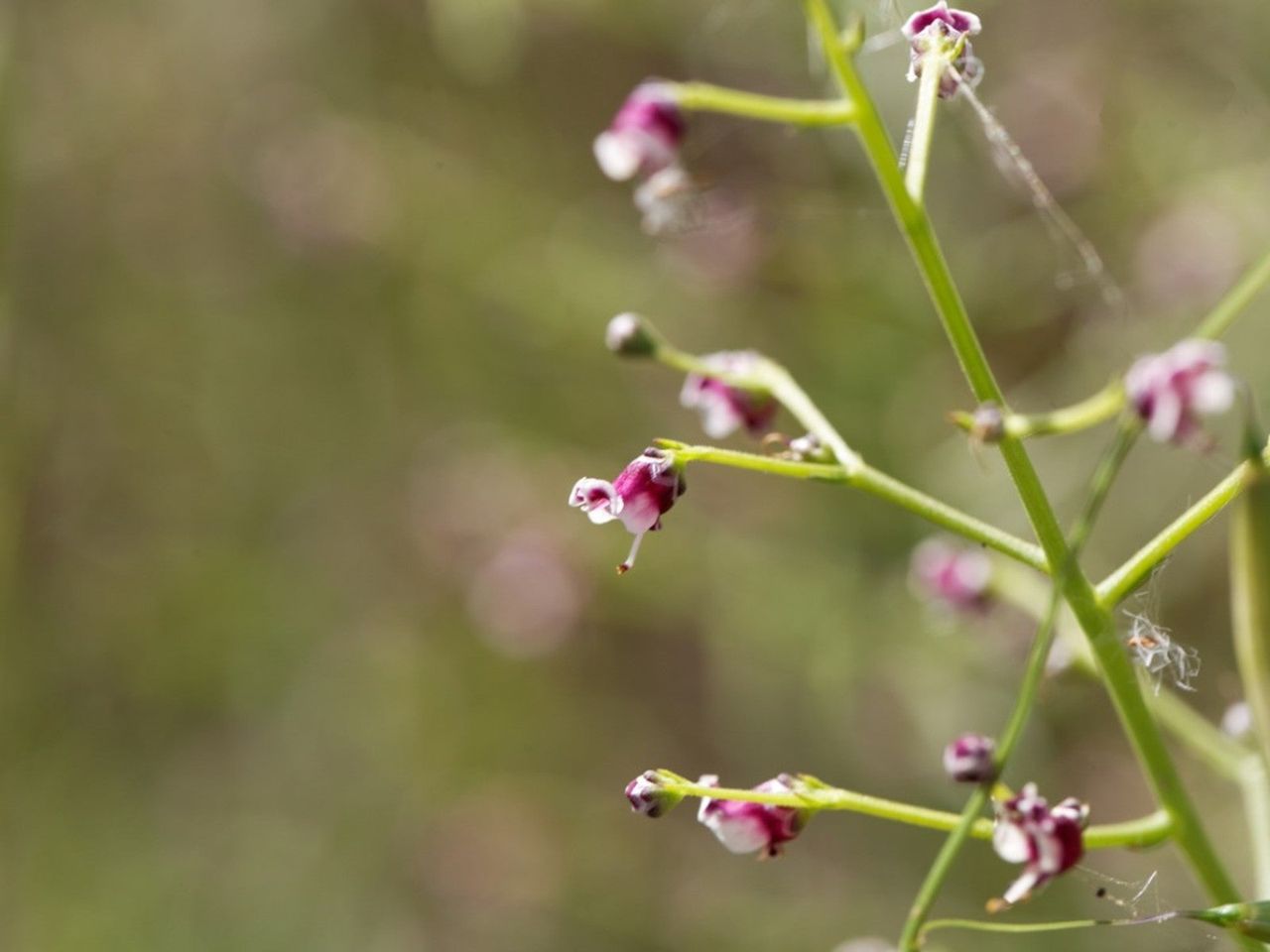 Close up of several flowers growing on a figwort plant