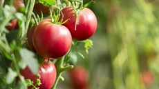 A close-up of ripe red tomatoes on a plant in the sunshine