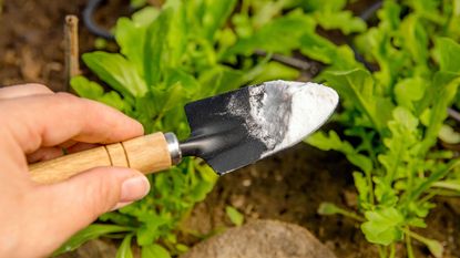 person holding a small trowel with baking soda on it and plants in the background