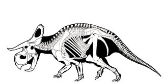 skeletal reconstruction of nasutoceratops