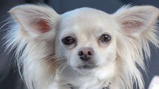 Chihuahua looking like angel with big white ears