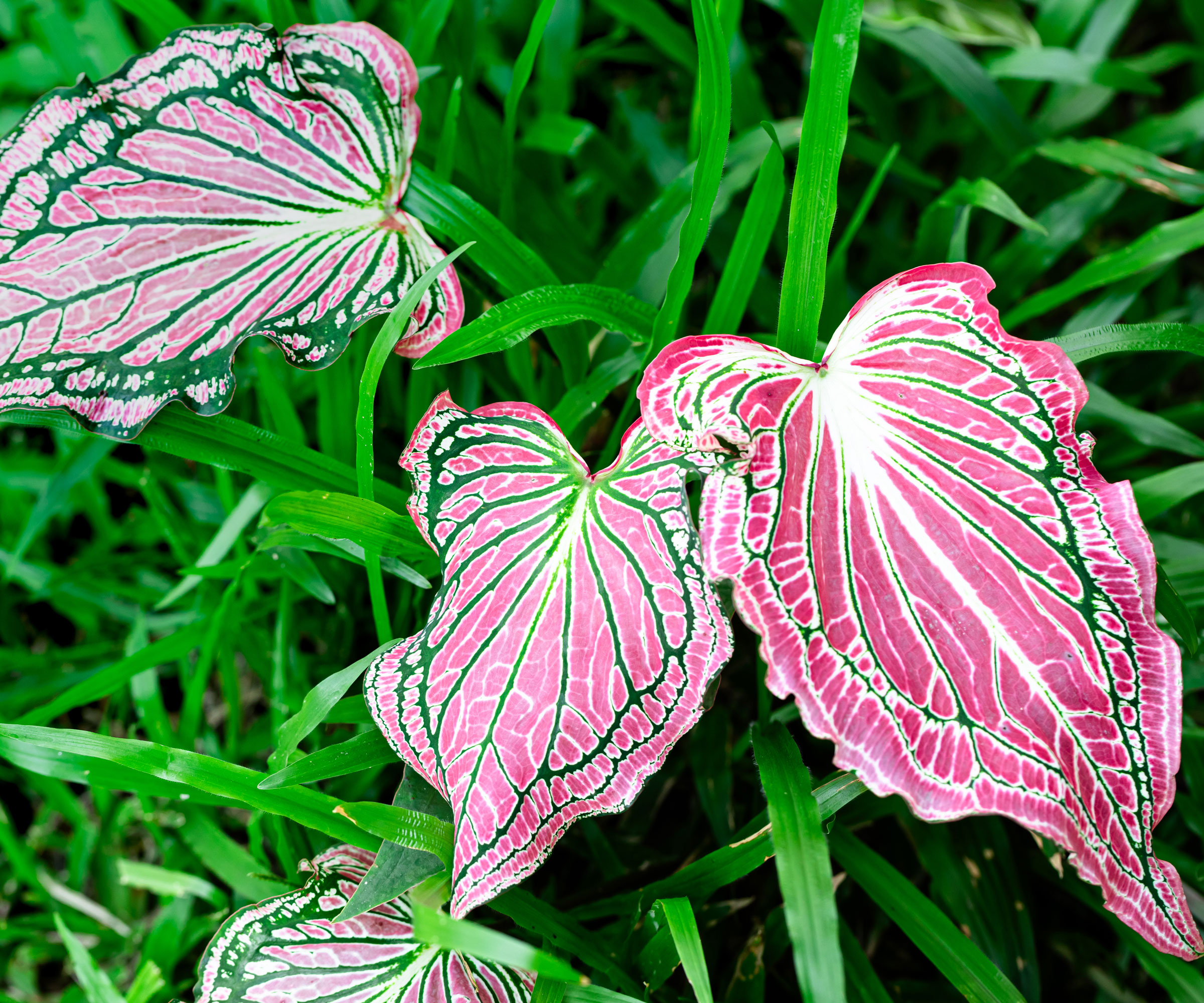caladium plant with pink leaves and green veins in tall bright green grass