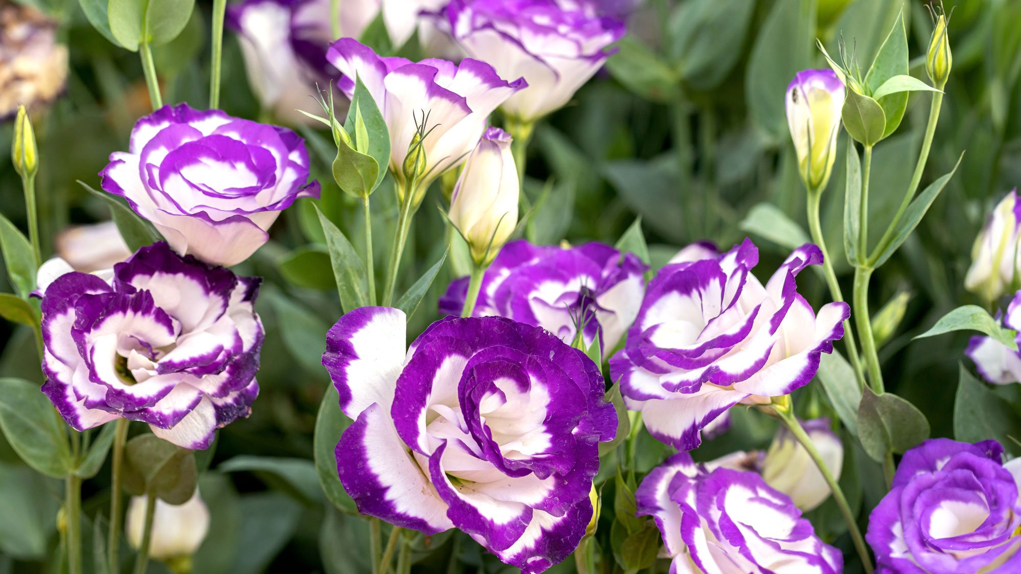 lisianthus plants with purple and white flower heads in summer border