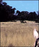 safari.jpg