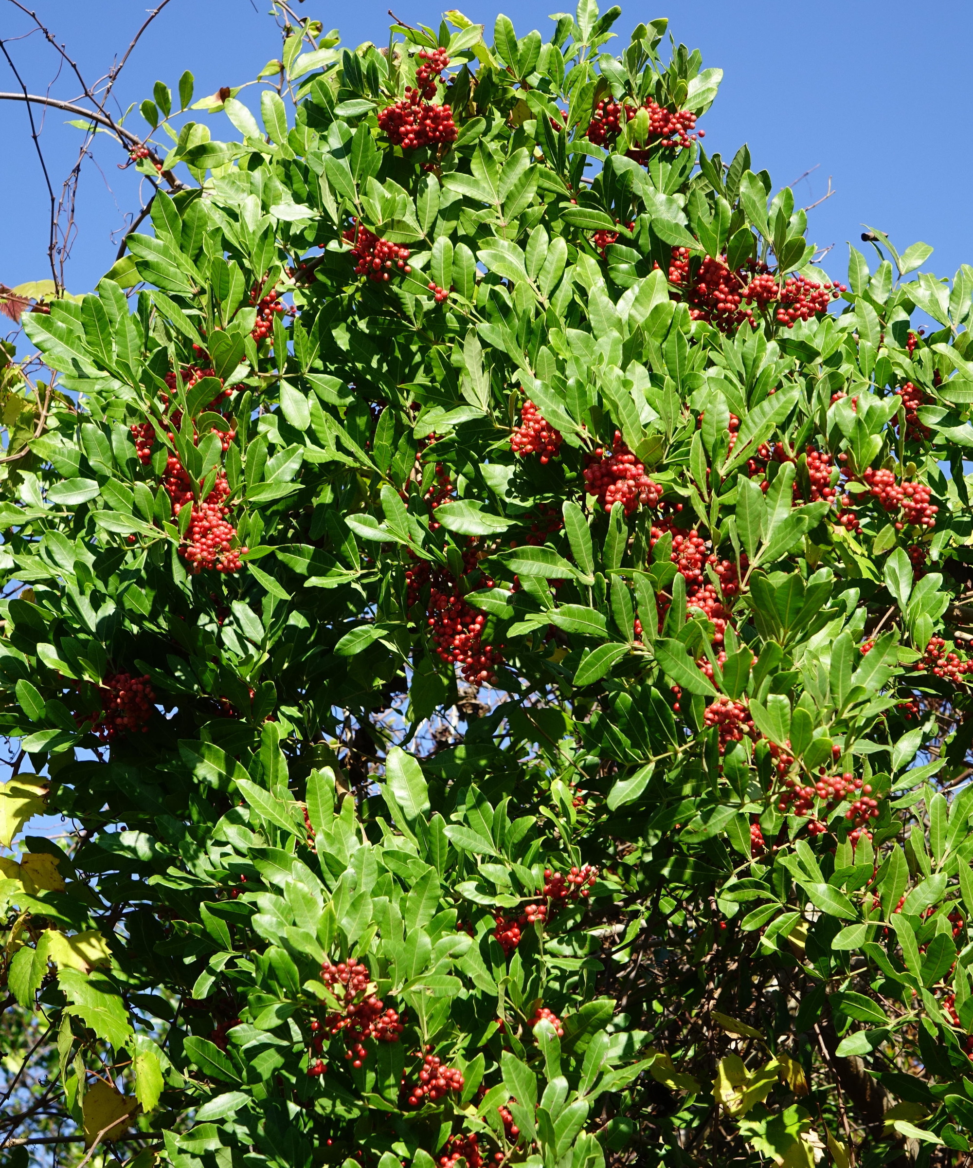 close up of Brazilian pepper tree with green eaves and red berries