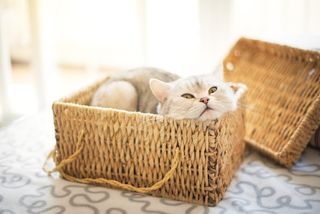 DIY cat bed with cat laying in a basket