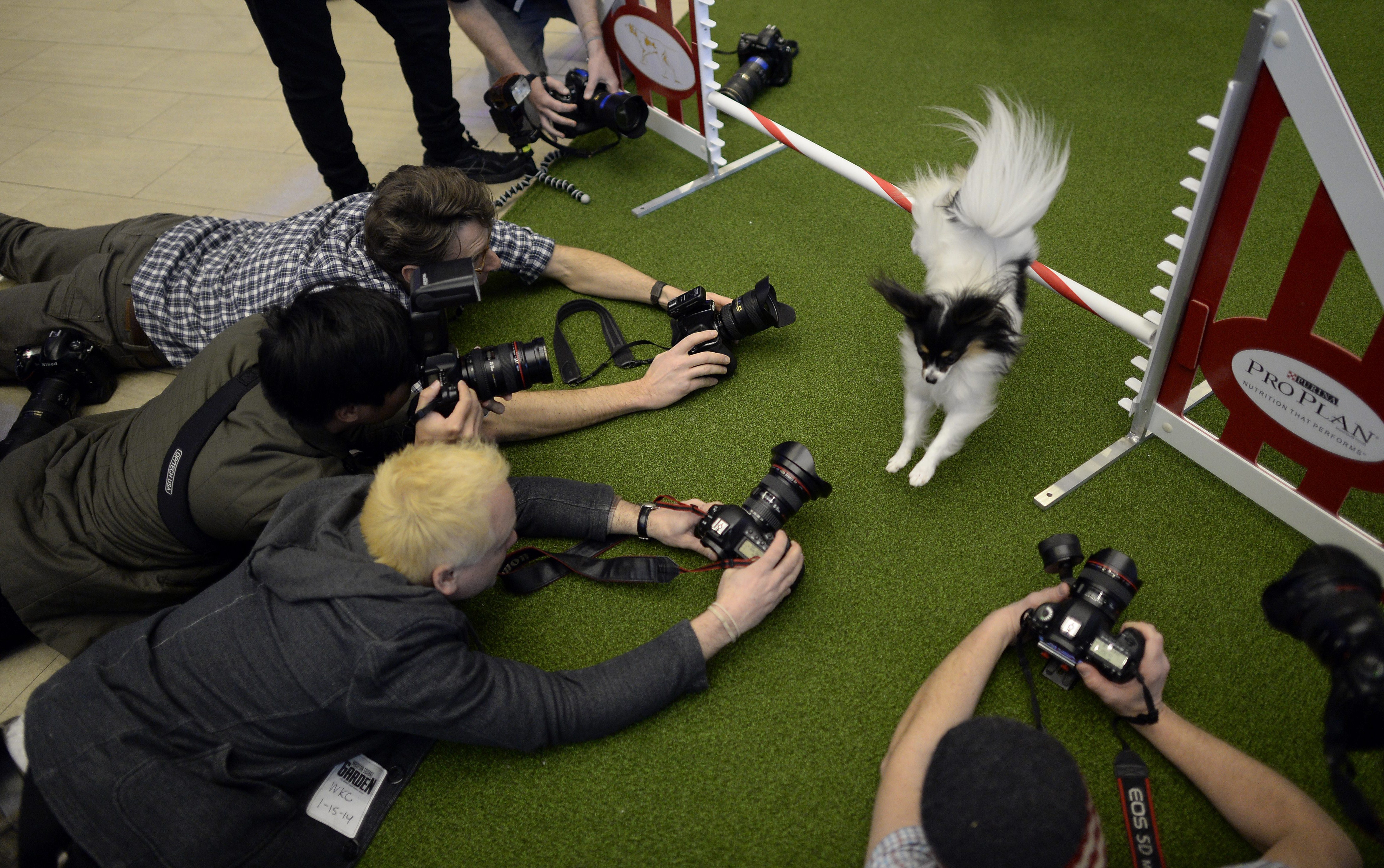 A papillon jumps a hurdle during a press event at Madison Square Garden to promote the first-ever Masters Agility Championship at the 138th Annual Westminster Kennel Club Dog Show