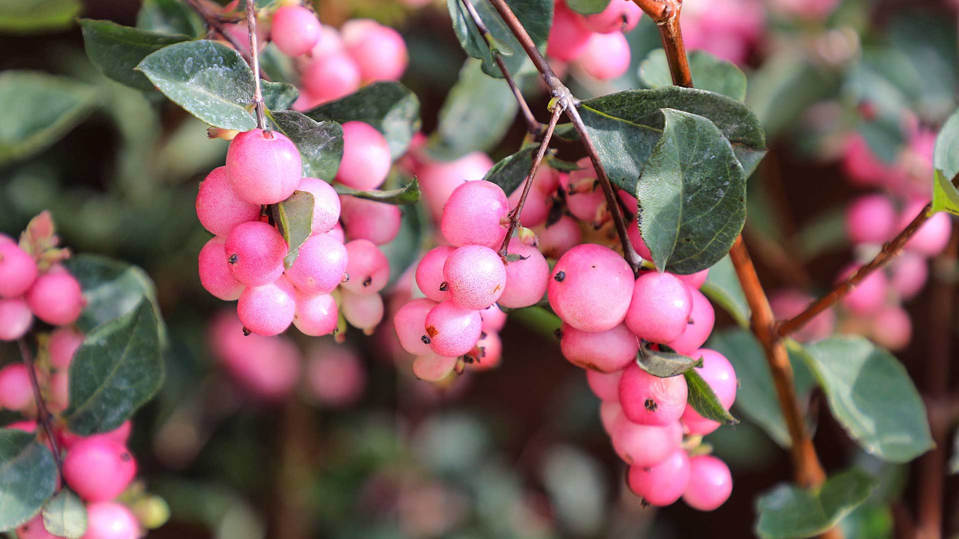 snowberry bush &#039;Magical Candy&#039;