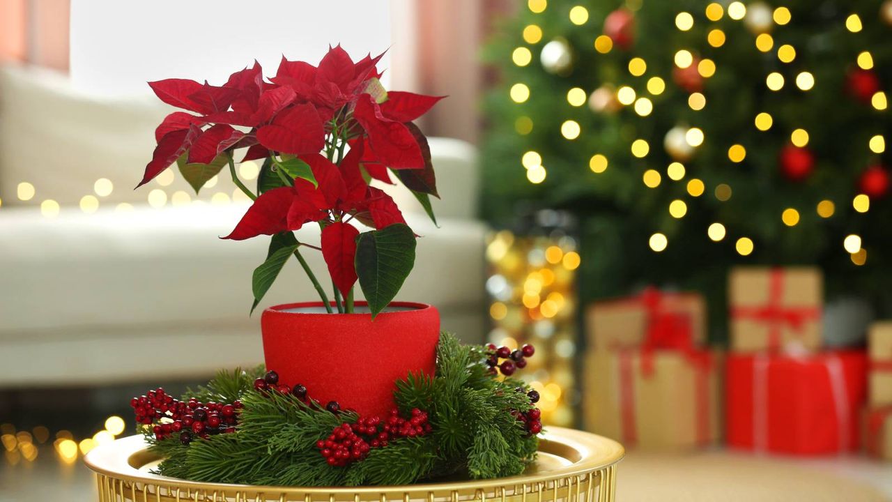 Poinsettia in a wreath in front of a Christmas tree