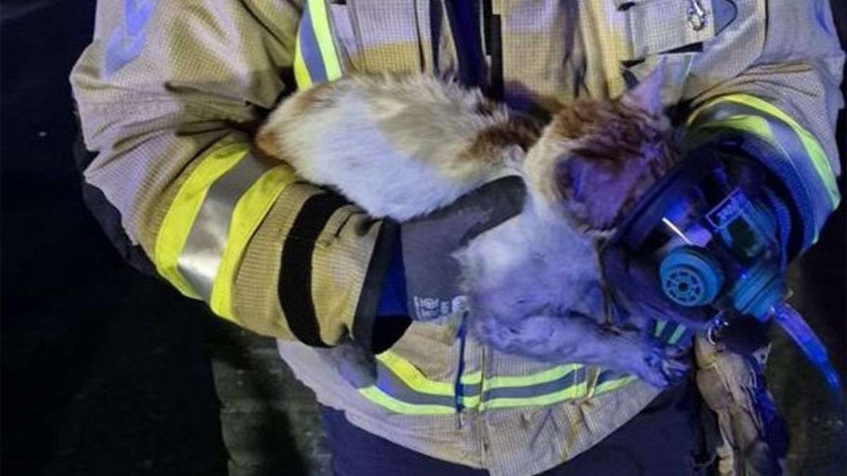 Firefighter holding cat with an oxygen mask on