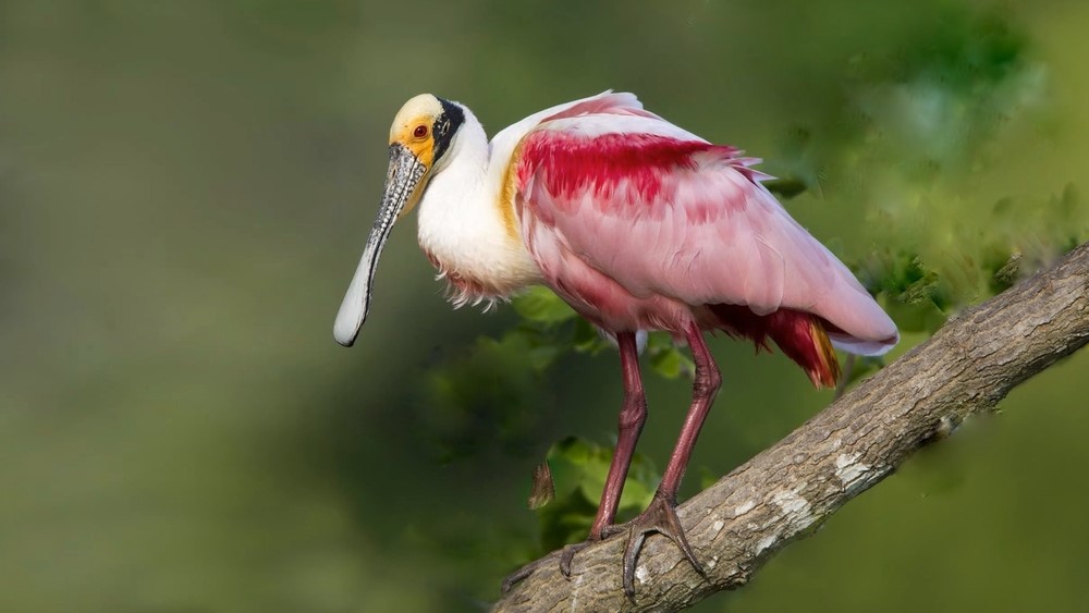 A roseate spoonbill sitting in a branch.
