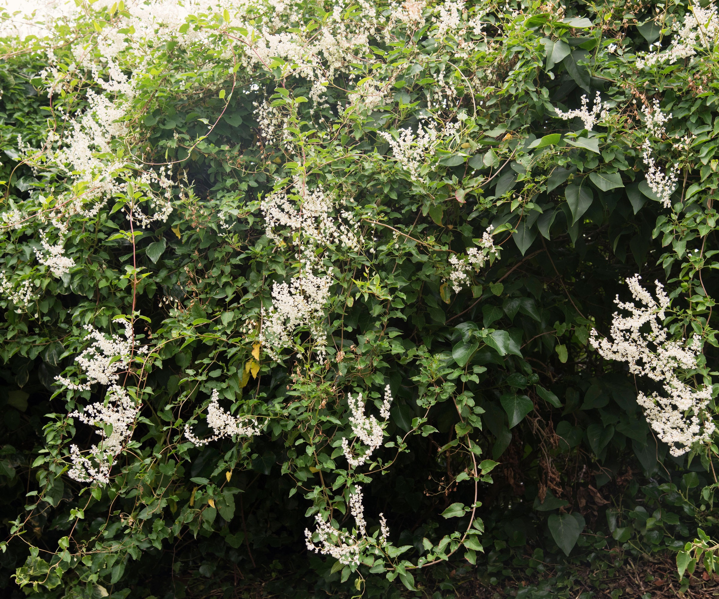 Russian vine (mile-a-minute) climbing plant