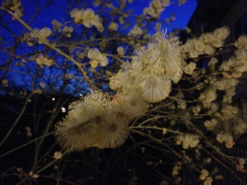 Galaxy S8 low light shot