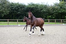 Aricia-line-mare-e1423228667483.jpg