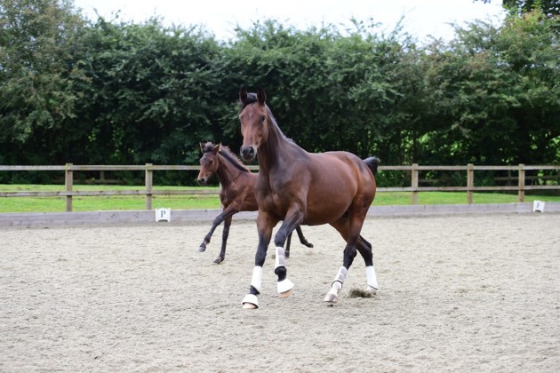 Aricia-line-mare-e1423228667483.jpg