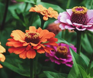 zinnia plants with orange and pink flowers